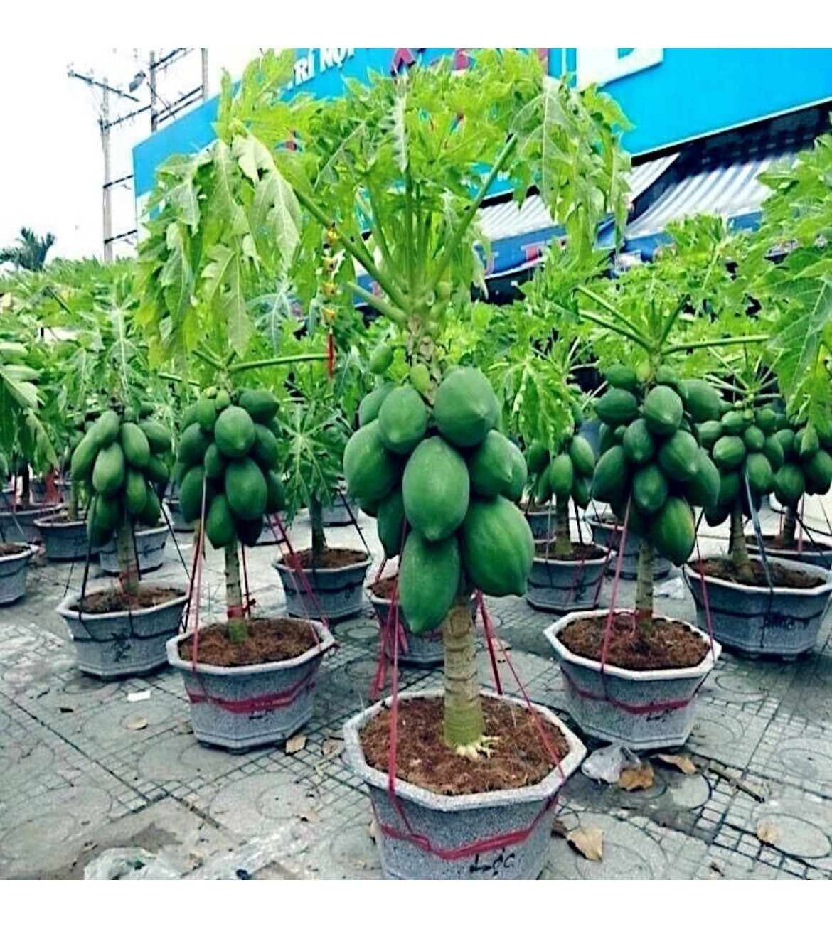 🌴Hawaiian ❗️Dwarf Solo Waimanalo Papaya Seeds 10ct Fast Fruit Houseplant