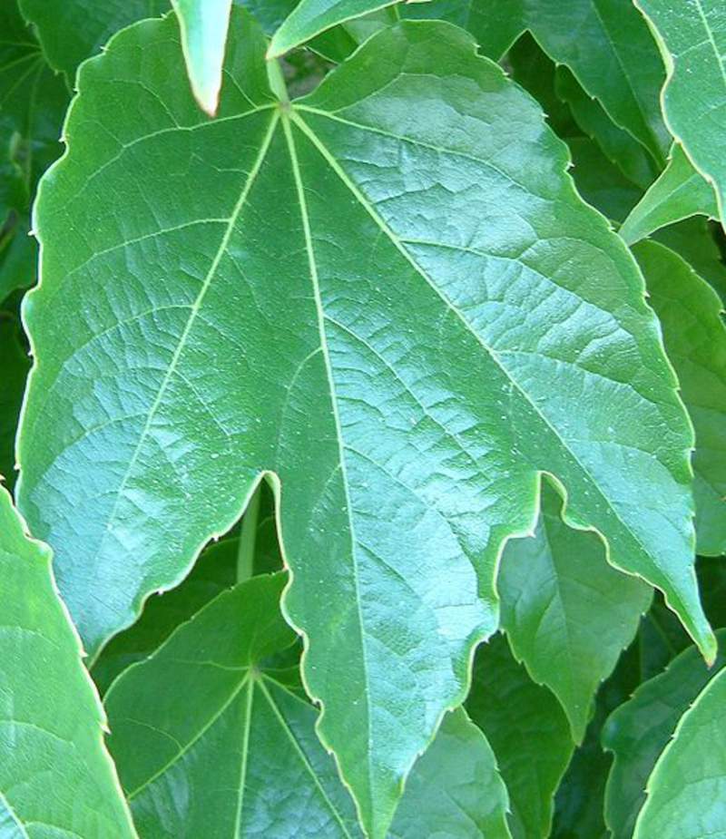 1-1000 PCS Japanese Creeper Grape Boston Ivy Tree Seeds Woodbine Shrub Vine 0187