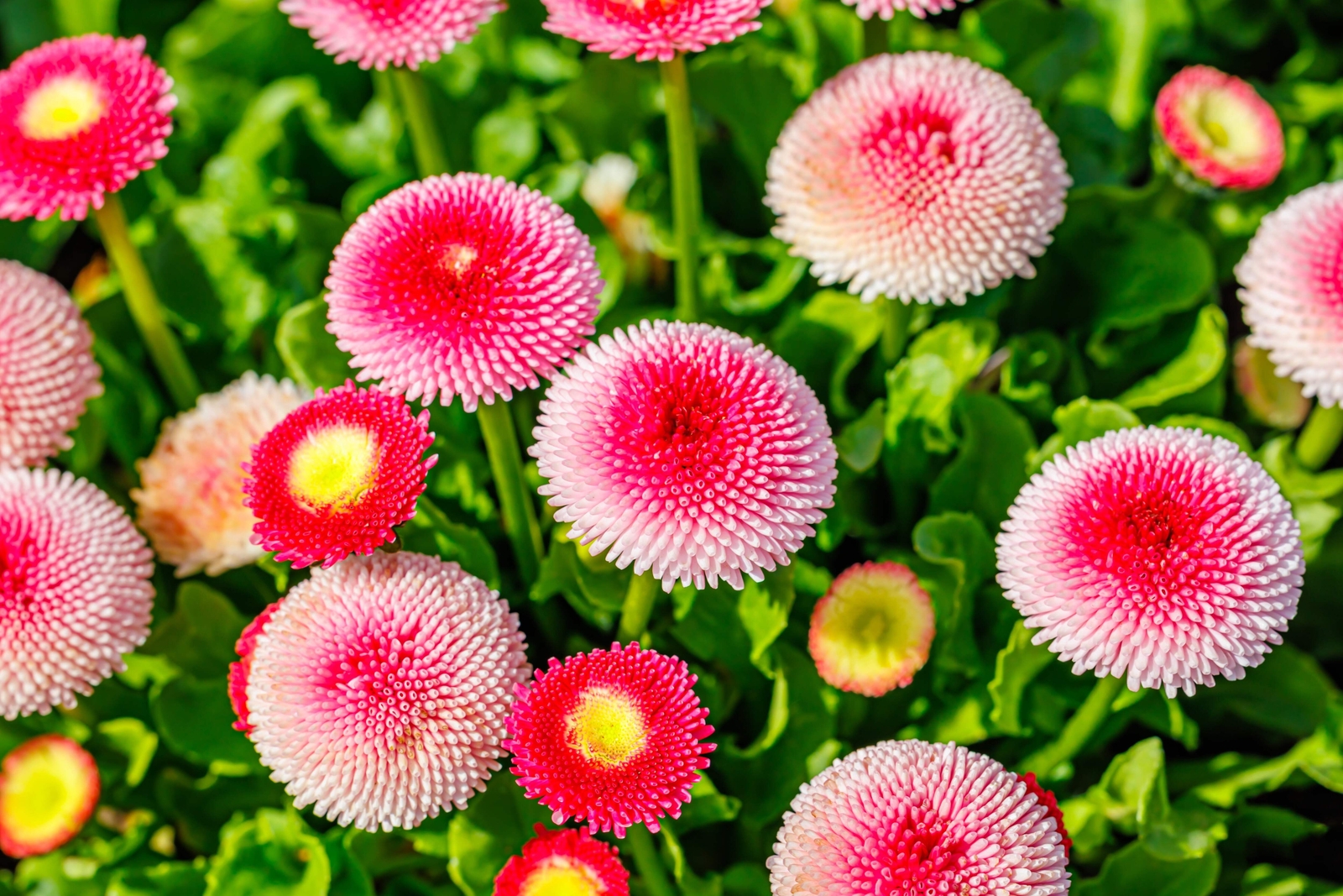 100 STRAWBERRIES & CREAM ENGLISH DAISY Bellis Perennis Flower Seeds *Comb S/H