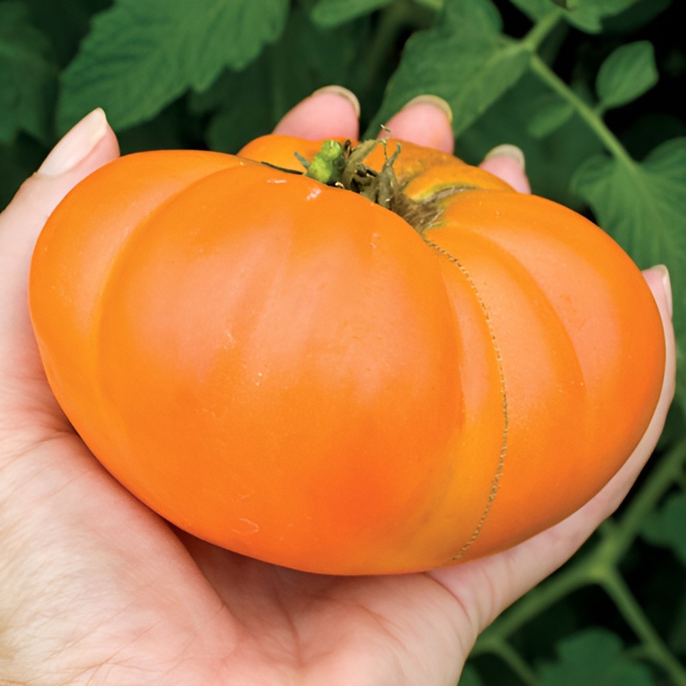 100 Heirloom Persimmon Tomato Seeds – Large 1-2lb Indeterminate Orange Beefsteak