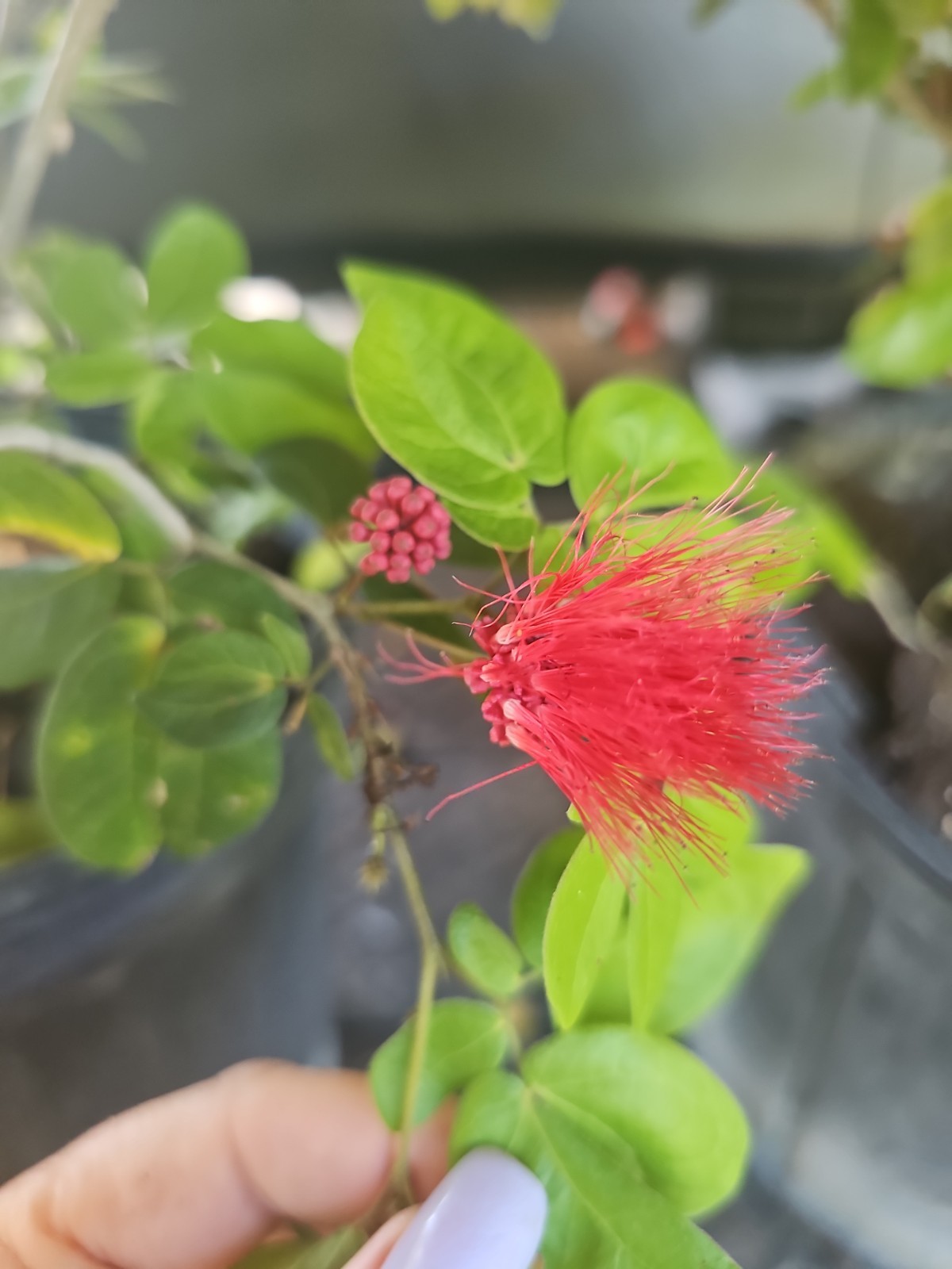 Mature Large dwarf pink powder puff Calliandra emarginata schultzei Live Plant