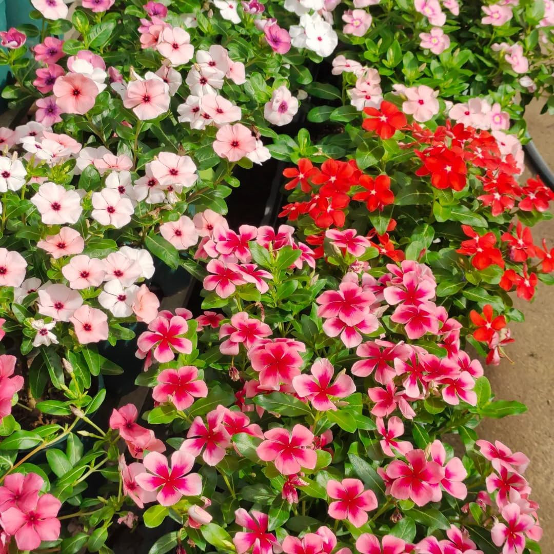 Madagascar Periwinkle Seeds for Planting, 1000Pcs Rare Perennial Periwinkle Flow