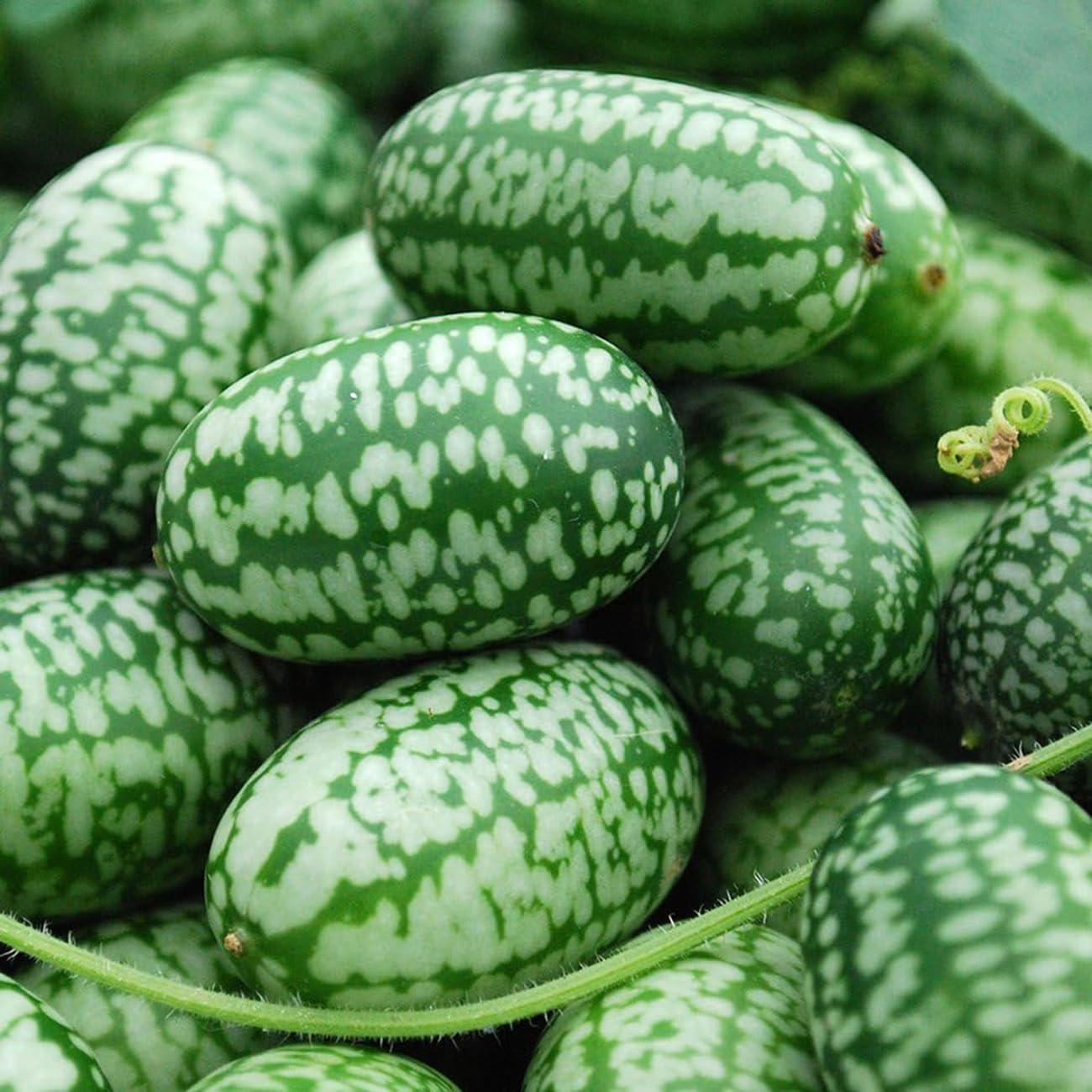 80 Count Premium Cucamelon Seeds for Planting – Rare Mini Thumb Watermelon, Mexi