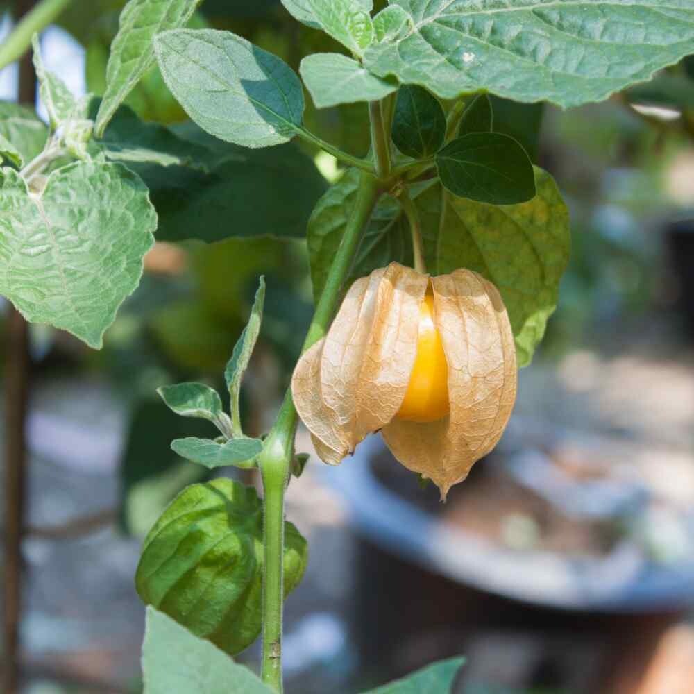 100+ CAPE GOOSEBERRY SEEDS ———————— RARE