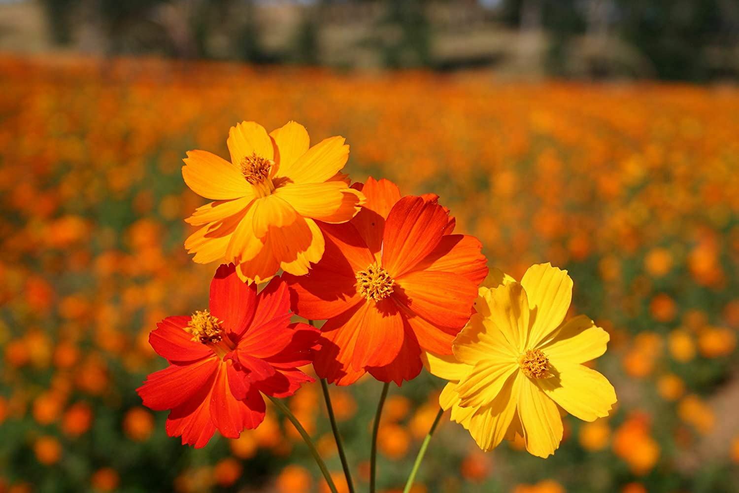 Cosmos Seeds, Bright Lights Cosmos Flower Seeds, “COOL BEANS N SPROUTS” Brand.