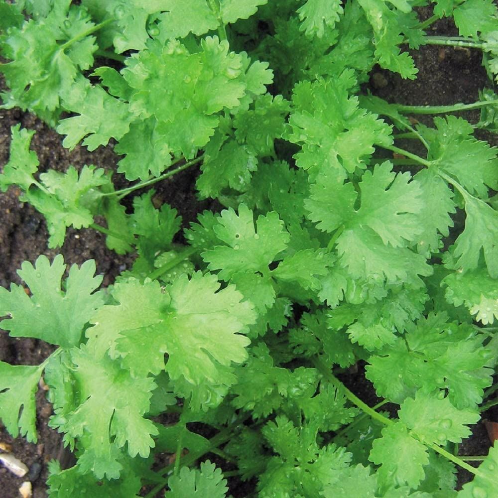 Cilantro Seed for Microgreen Seed Sprouting and Home Gardening. COOL BEANS n SPR