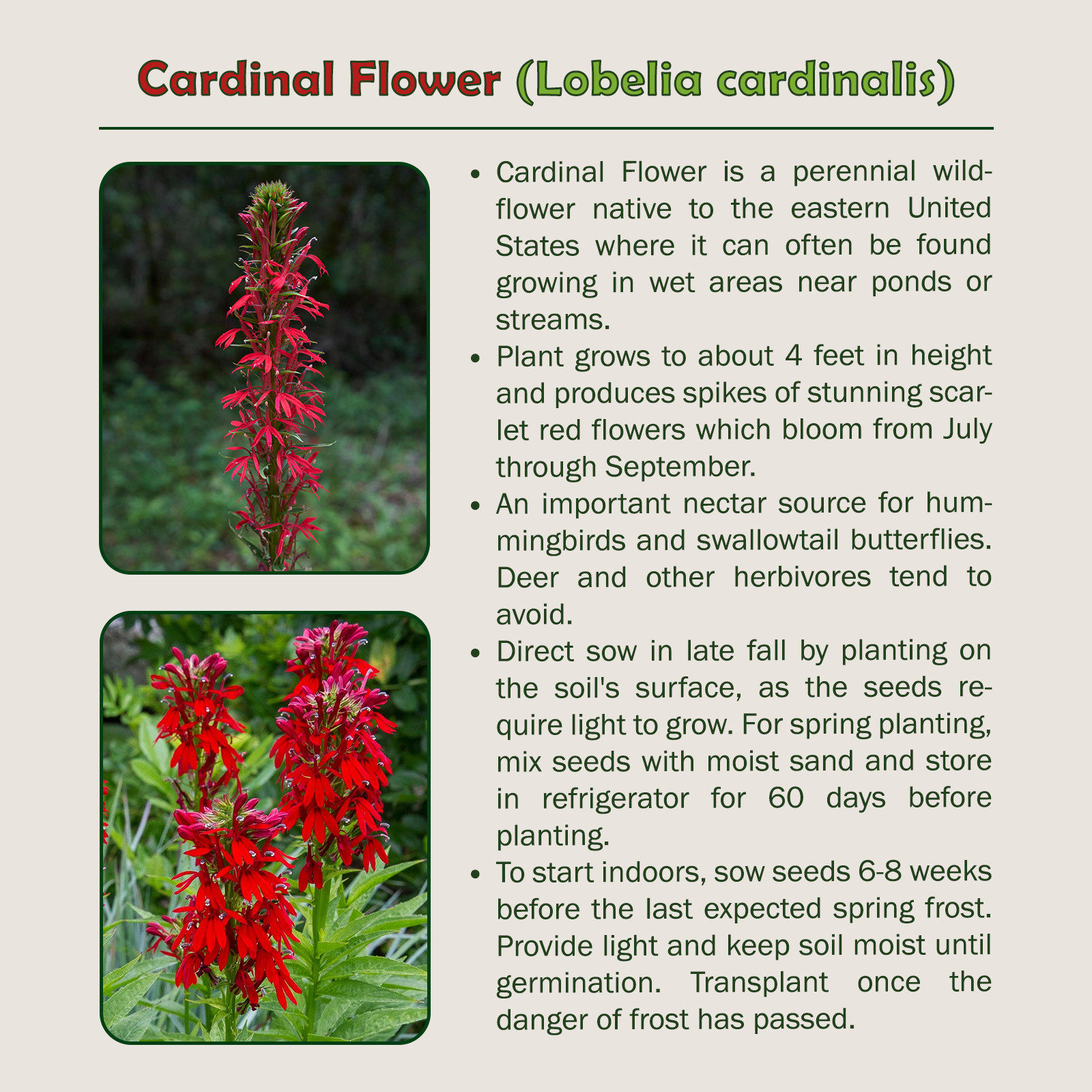 1400 Cardinal Flower Seeds, Lobelia cardinalis, Hummingbird Attractor