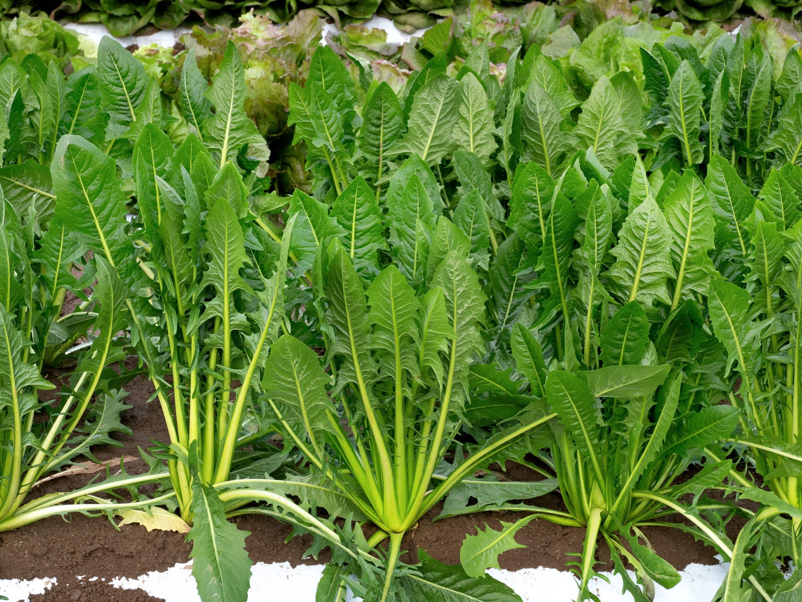800 EMERALD CATALOGNA ENDIVE Italian Chicory Cichorium Endivia Seeds *Flat S/H