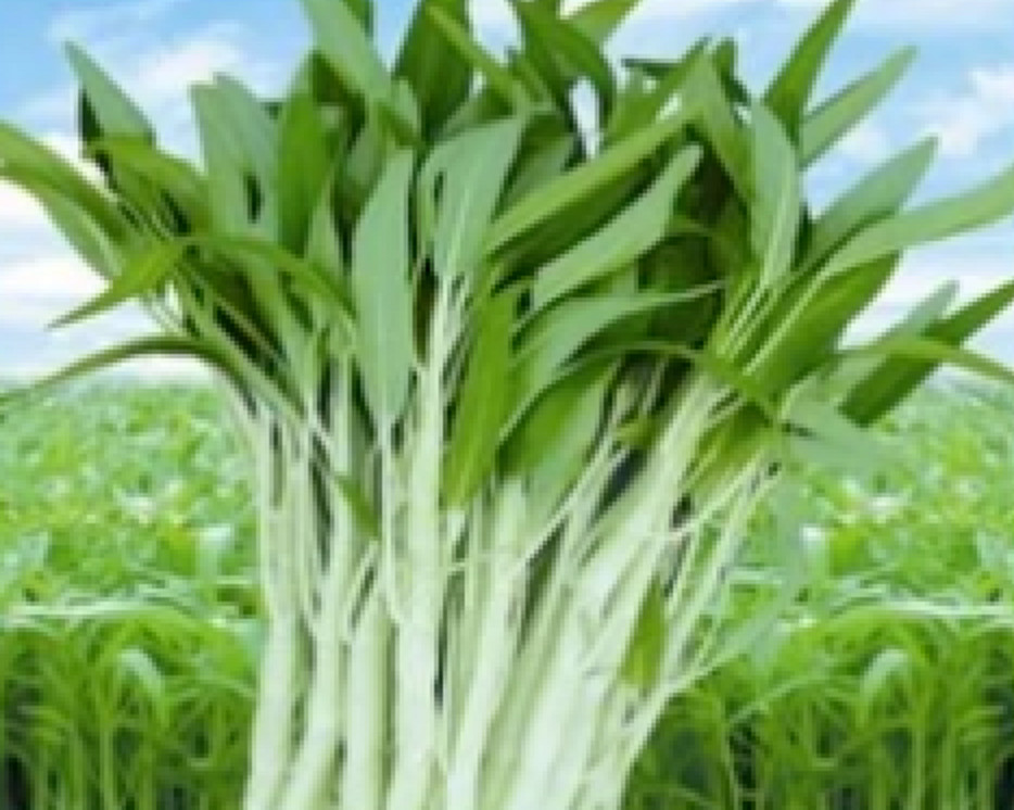 50+ SEED White Stem Water Spinach | Ong Choy | Kong Xin Cai | Rau Muống Trắng