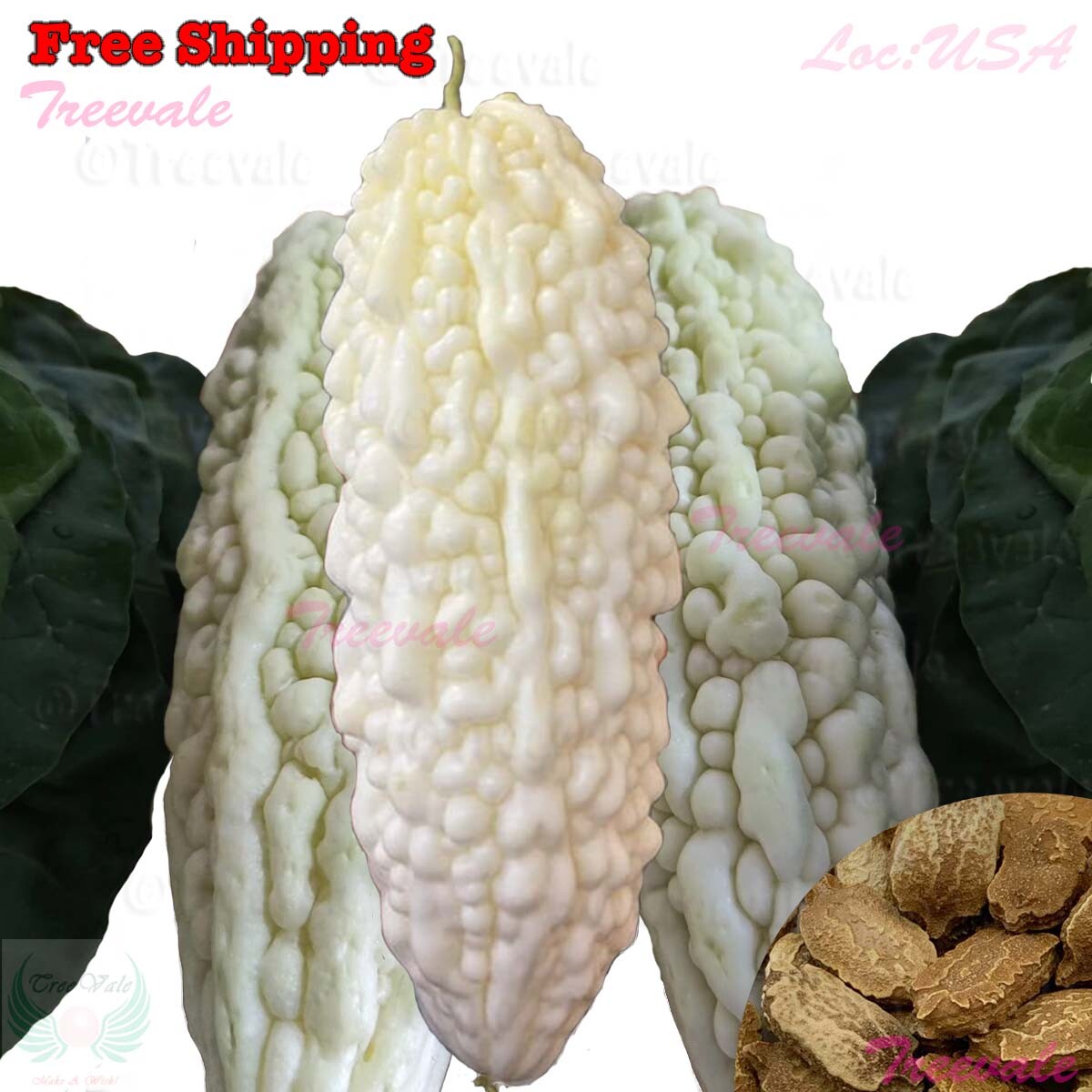 White Skin Long Bitter Gourd Seeds – Karella, KuGua, Foo Qua, Asian Bitter Melon