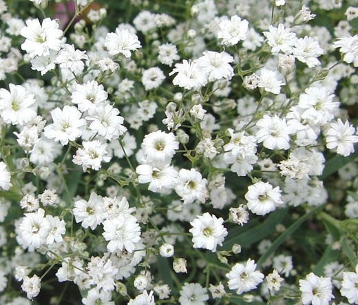 1000+ BABY’S BREATH SEEDS — White Flowers —— Drought Tolerant —— FRESH