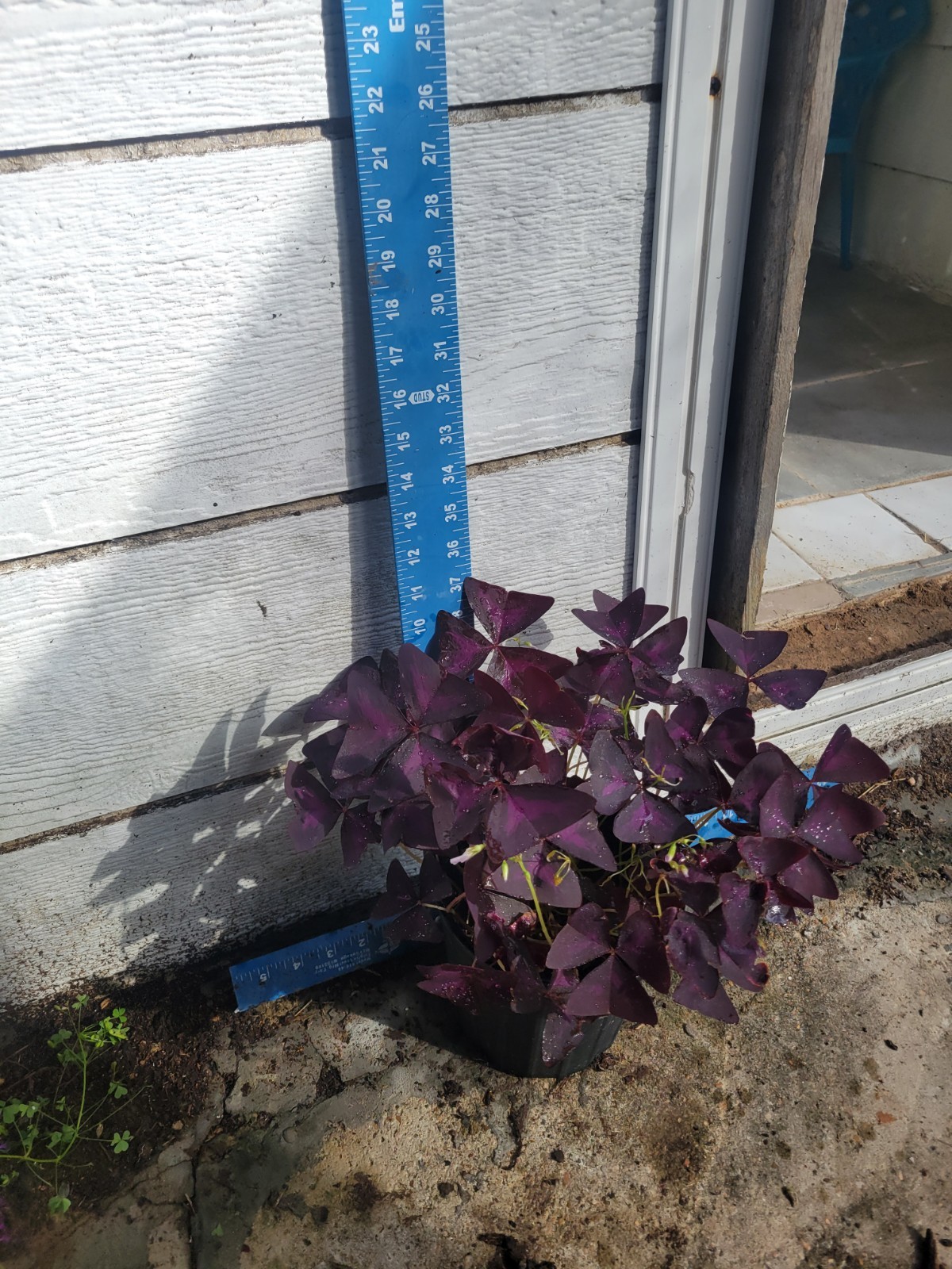 1 Purple Shamrock In 1 Gallon- Oxalis triangularis Bulbs Perennial Love Plant