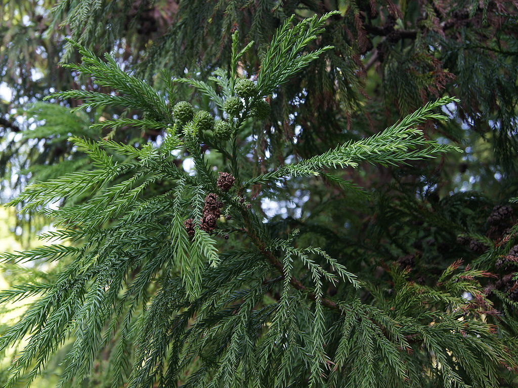 Japanese Red Cedar, Cryptomeria japonica, Tree Seeds