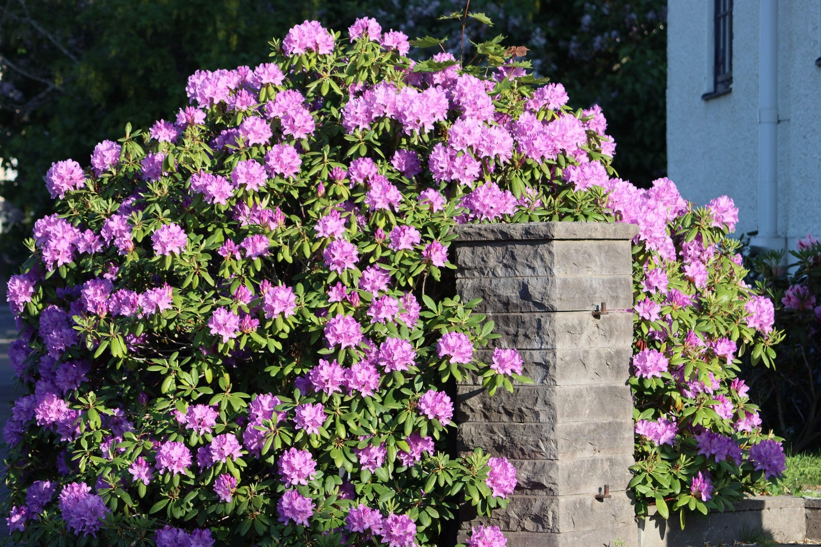 50 Rosebay RHODODENDRON Maximum White Pink Laurel Bush Shrub Flower Seeds