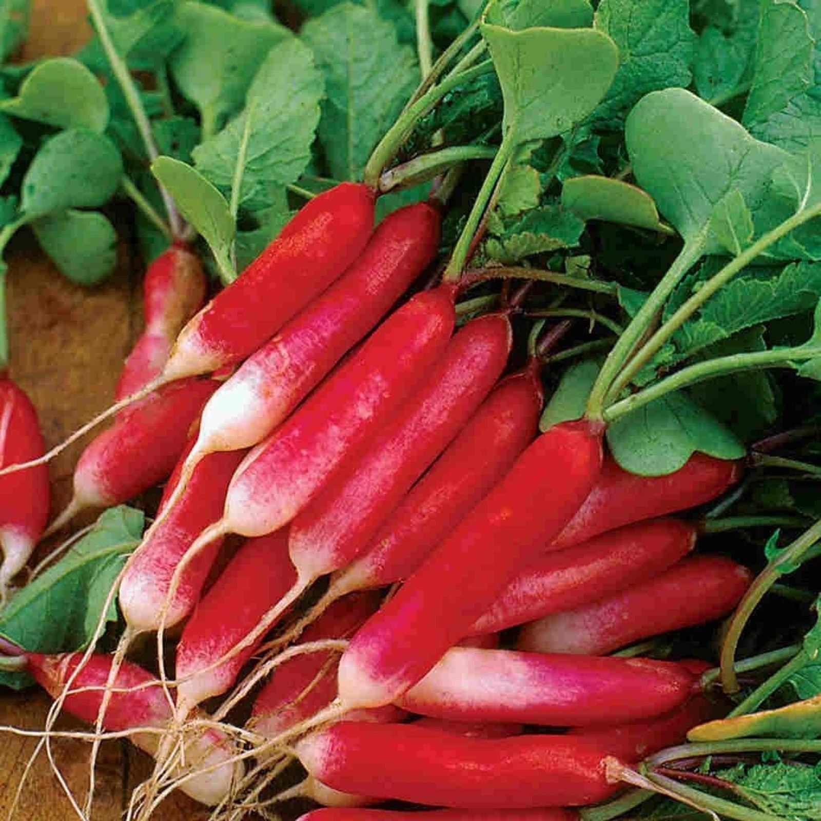 Green Malabar Spinach Mong Toi Seeds Non GMO Heirloom Mild