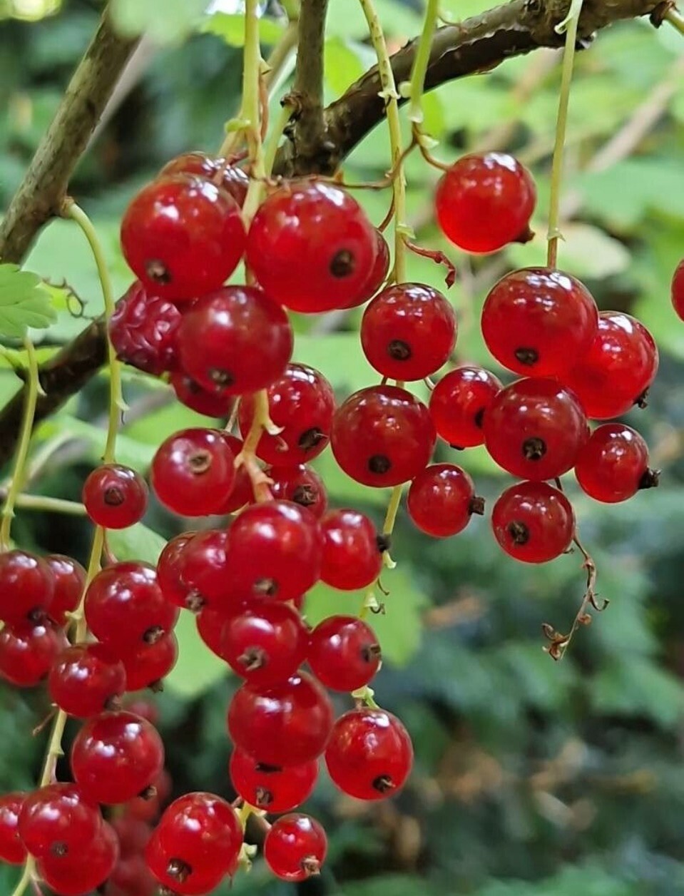 40+ Red Currant Seeds Ribes rubrum Redcurrant Seeds Fruit Plant Perennial Berry