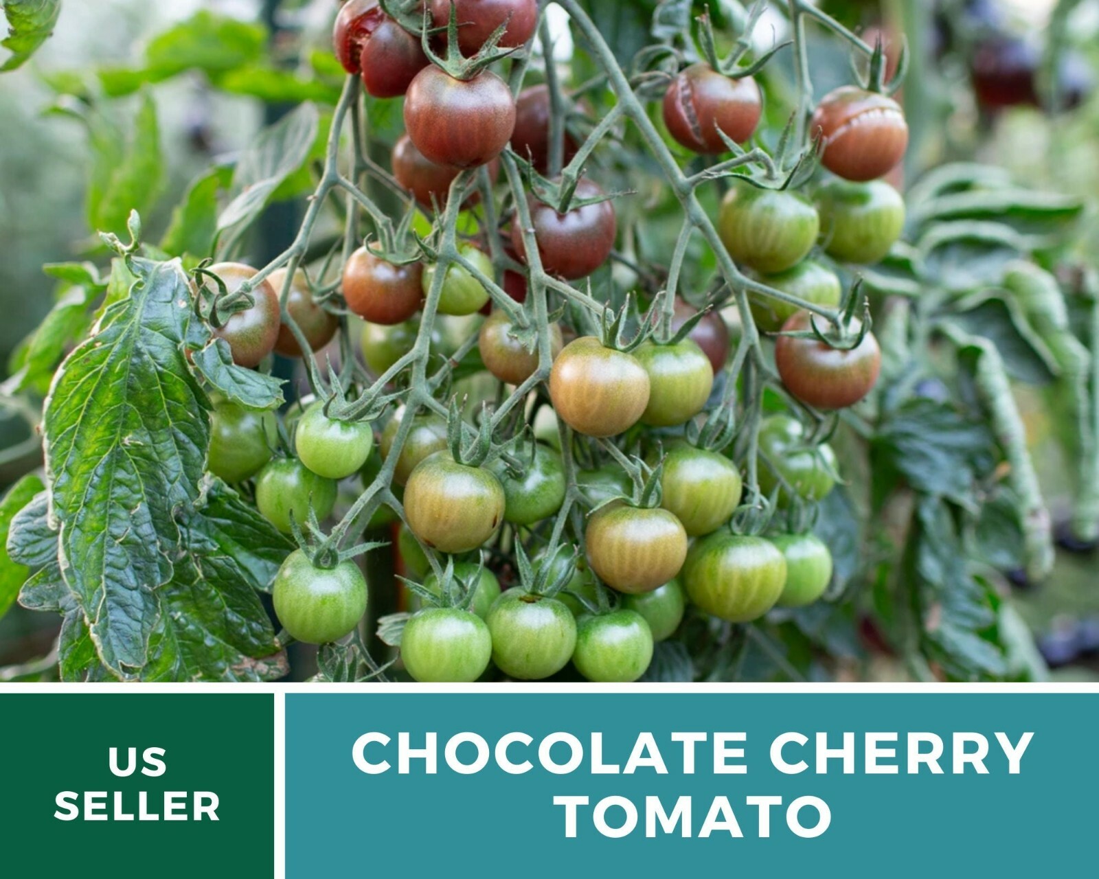 Tomato, Chocolate Cherry – Heirloom Seeds