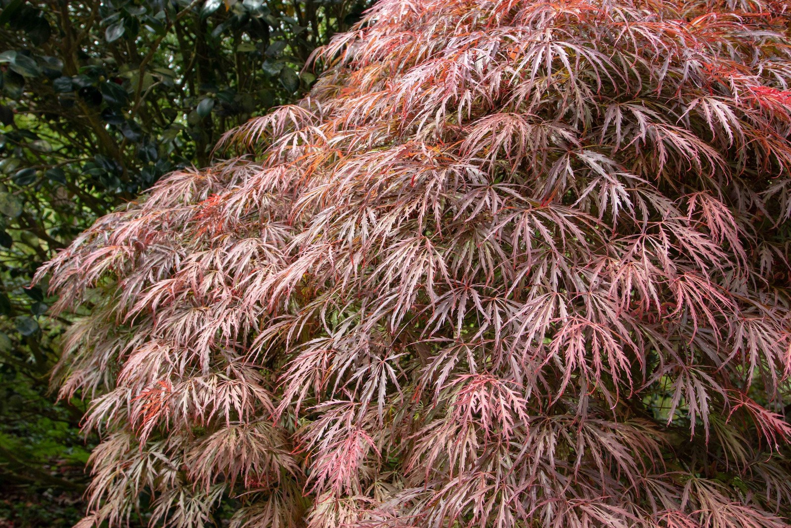 10 Red Dwarf Japanese LACELEAF MAPLE Tree Acer Palmatum Atropurpureum Seeds