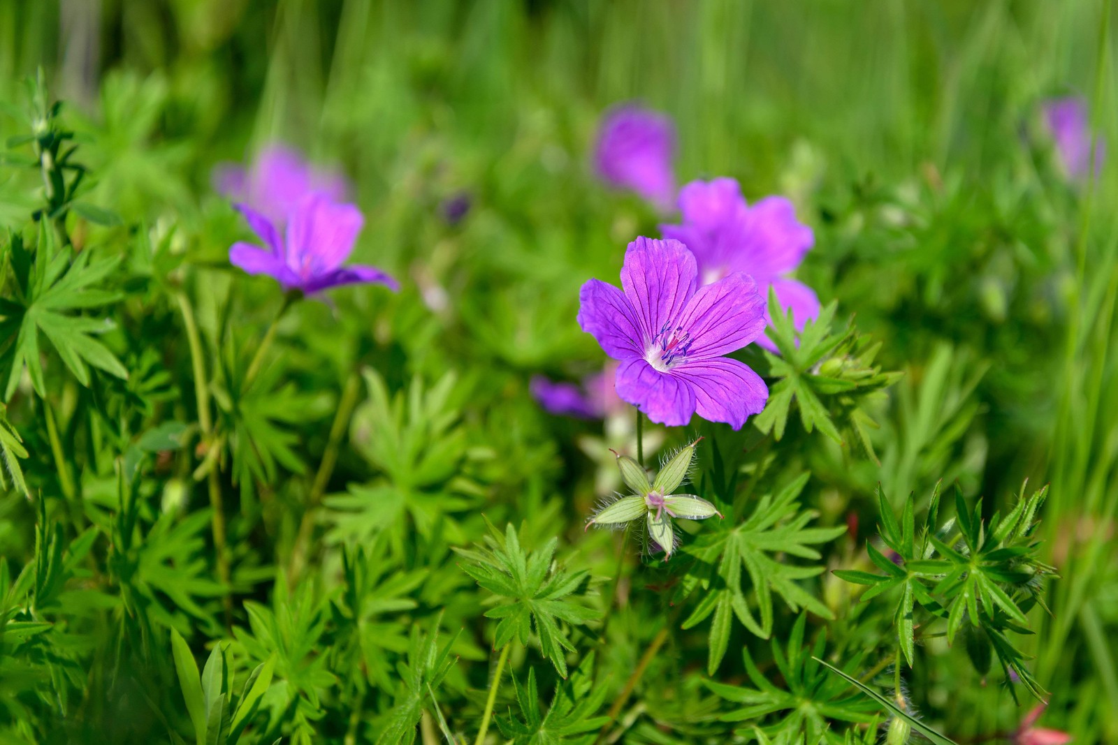 Geranium, Wild (Geranium maculatum)