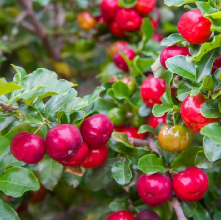Barbados Cherry Live Plant – 4-6″ Tall – Tropical Fruit Tree for Fresh Eating