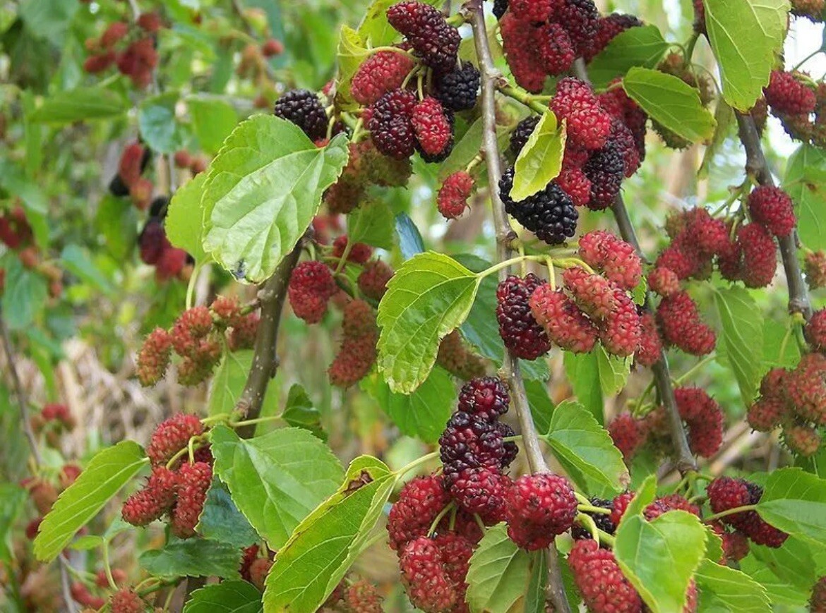 50 Mulberry SEEDS Morus Rubra TX USA Fruit Tree Sweet Edible Fragrant Easy