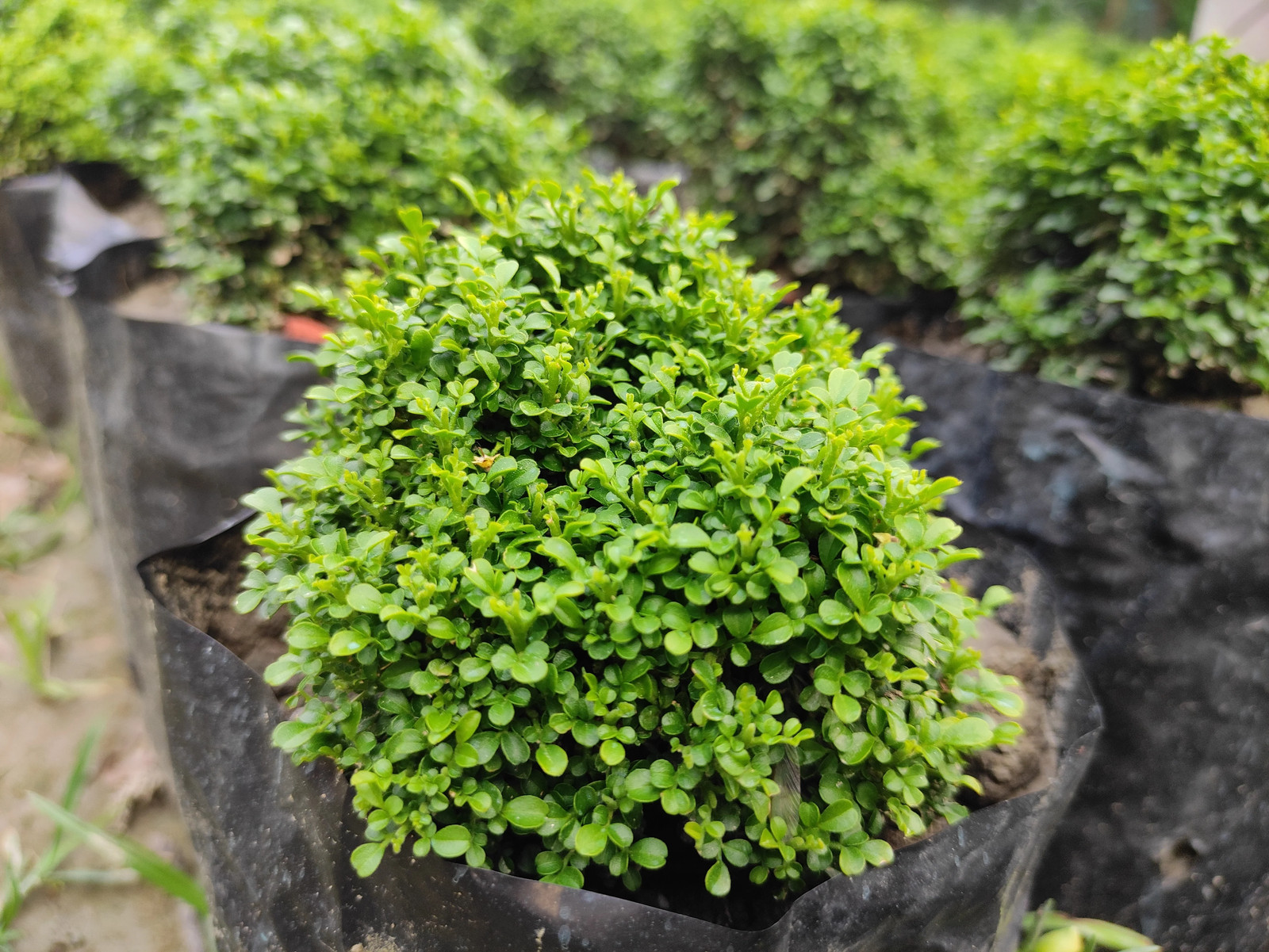 40 LITTLELEAF BOXWOOD Korean Buxus Microphylla Koreana Shrub Seeds