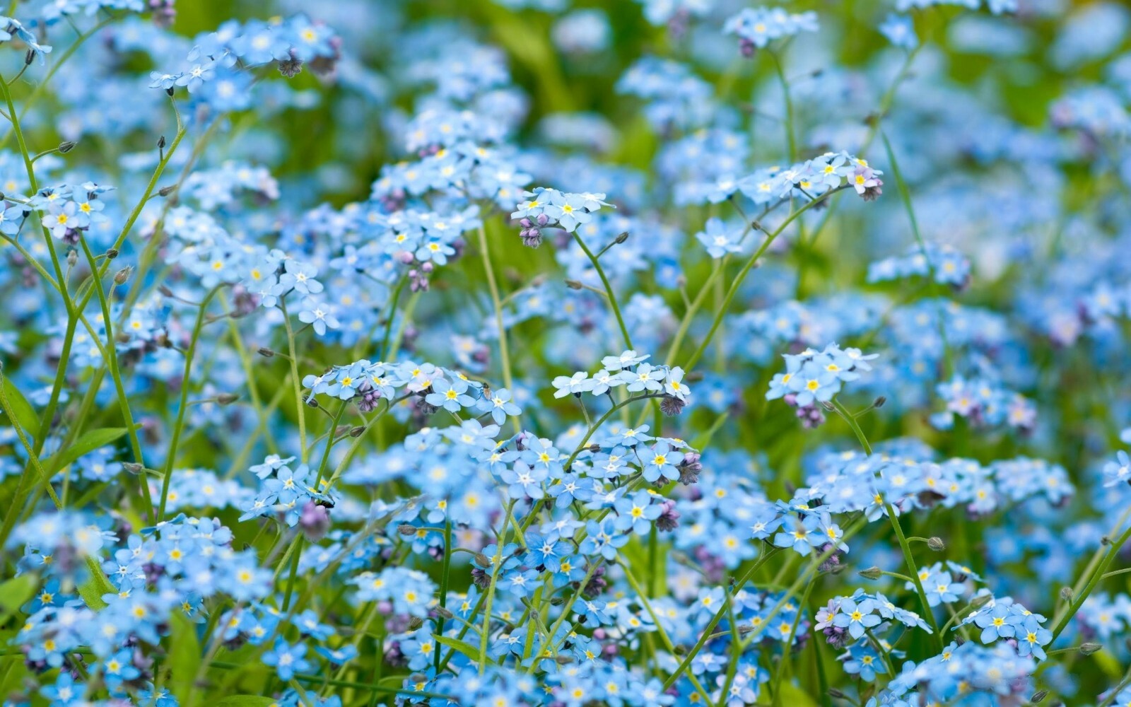 401+FORGET ME NOT Seed Woodland Wildflower Blue Blooms Spring Summer F.Sun/Shade