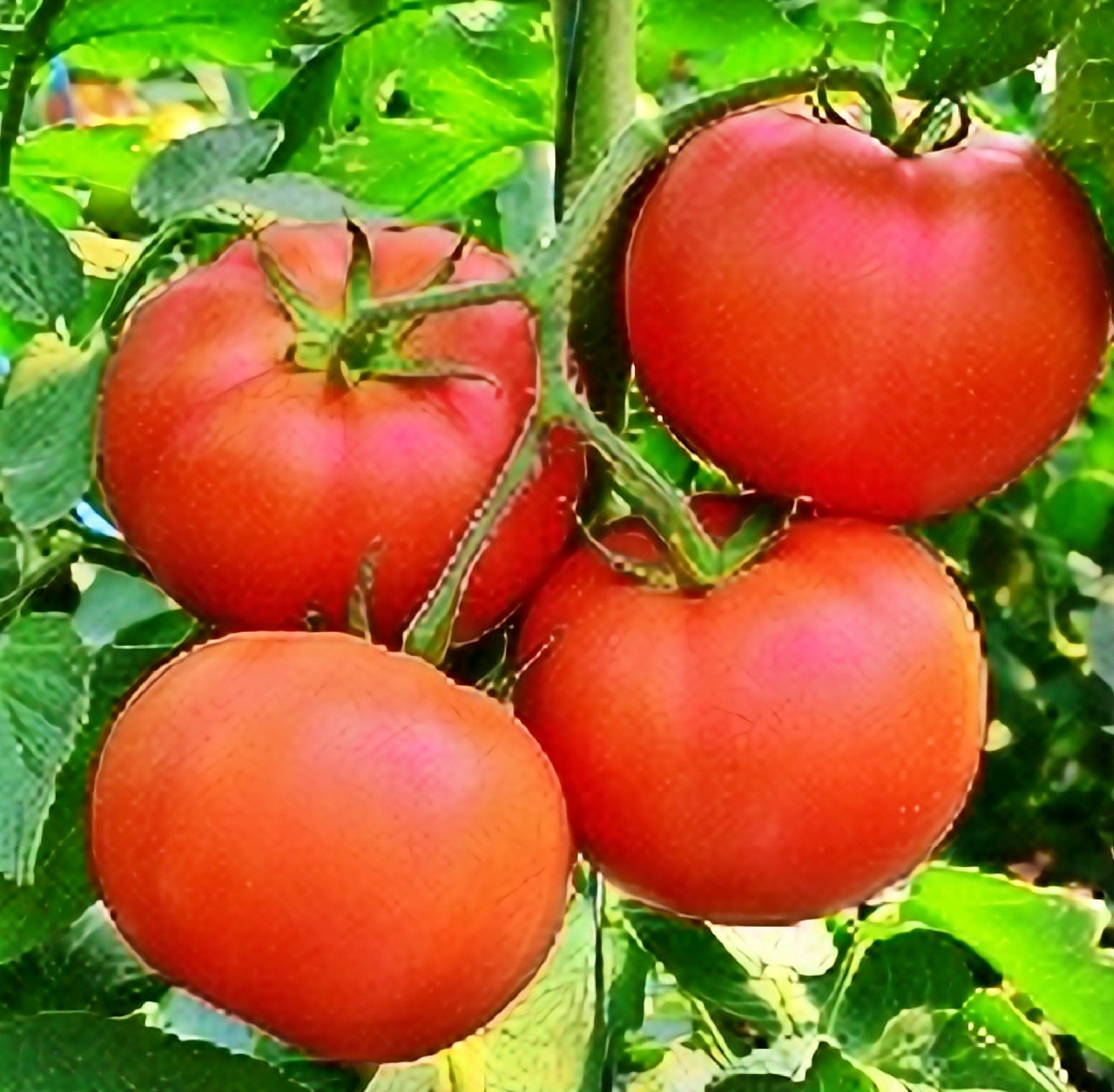 Homestead, Tomato ABS