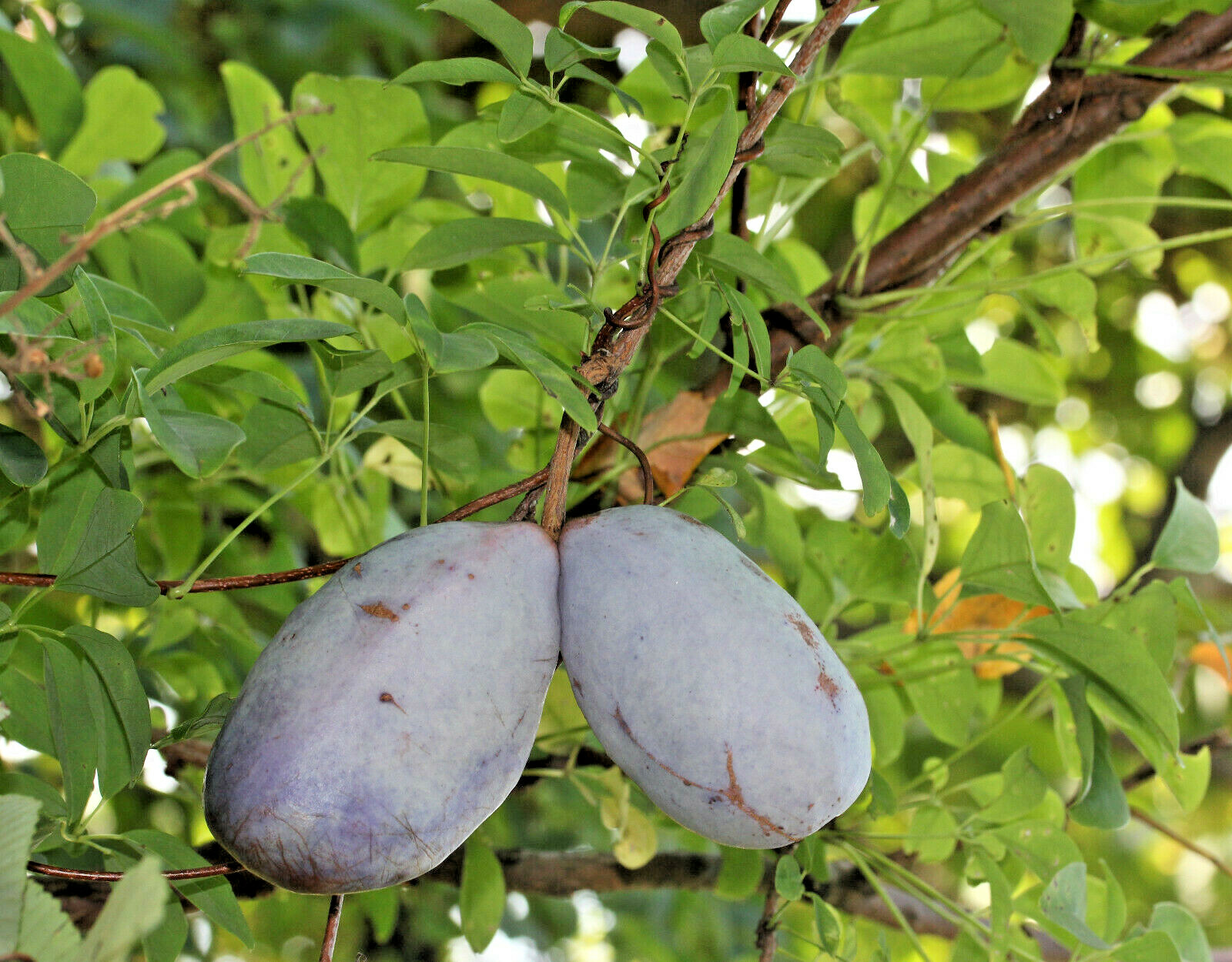 100 – 1000 Bulk CHOCOLATE VINE Edible Fruit Akebia Quinata Fragrant Flower Seeds