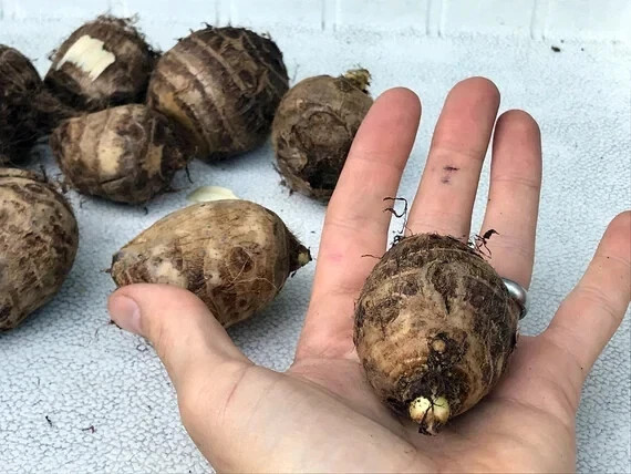 2 Pack Colocasia Elephant Ear Colocasia Bulbs-Tropical Plant for Lush Garden