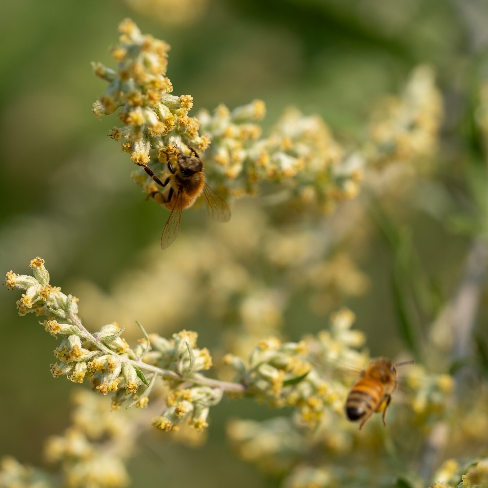 California Mugwort Seeds