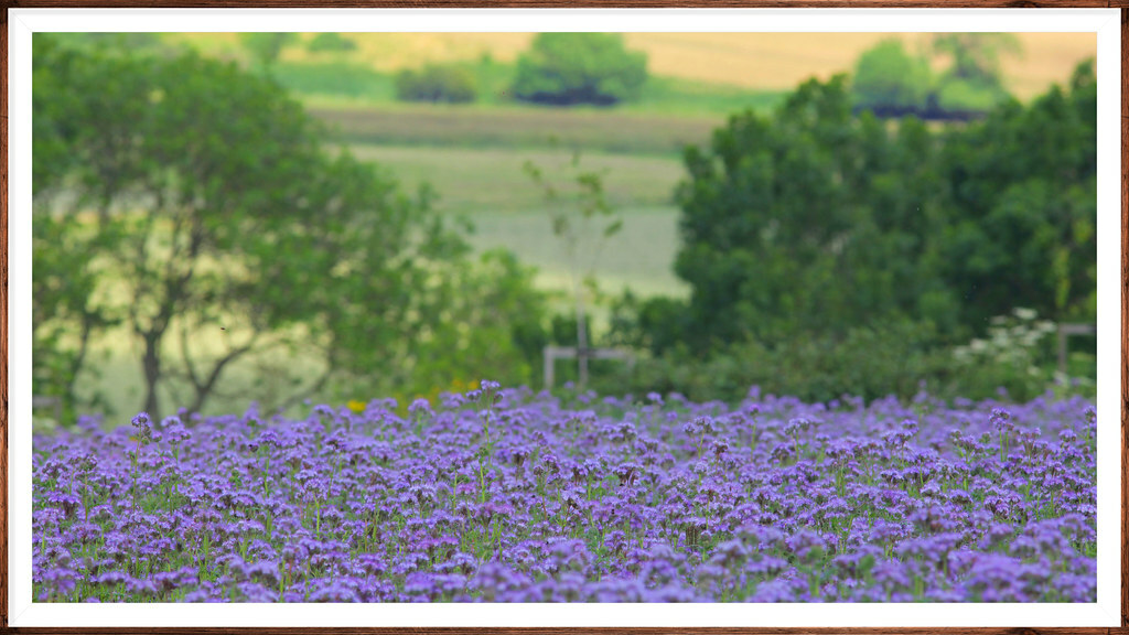 300+ LACY PHACELIA SEEDS Phacelia Tanacetifolia cover crop, attract pollinators