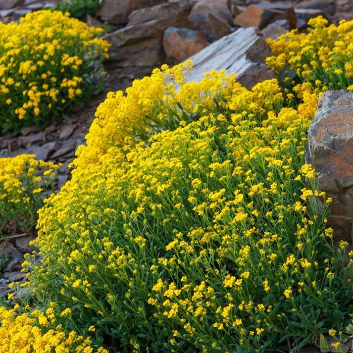 19000+Mixed Creeping Thyme Seeds for Planting Outdoor-Thymus Serpyllum Carpet…