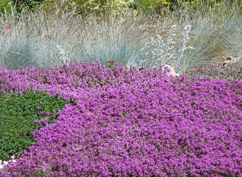 10,000 Creeping THYME Herb Thymus Serpyllum Groundcover Heirloom Flower Seeds 2g