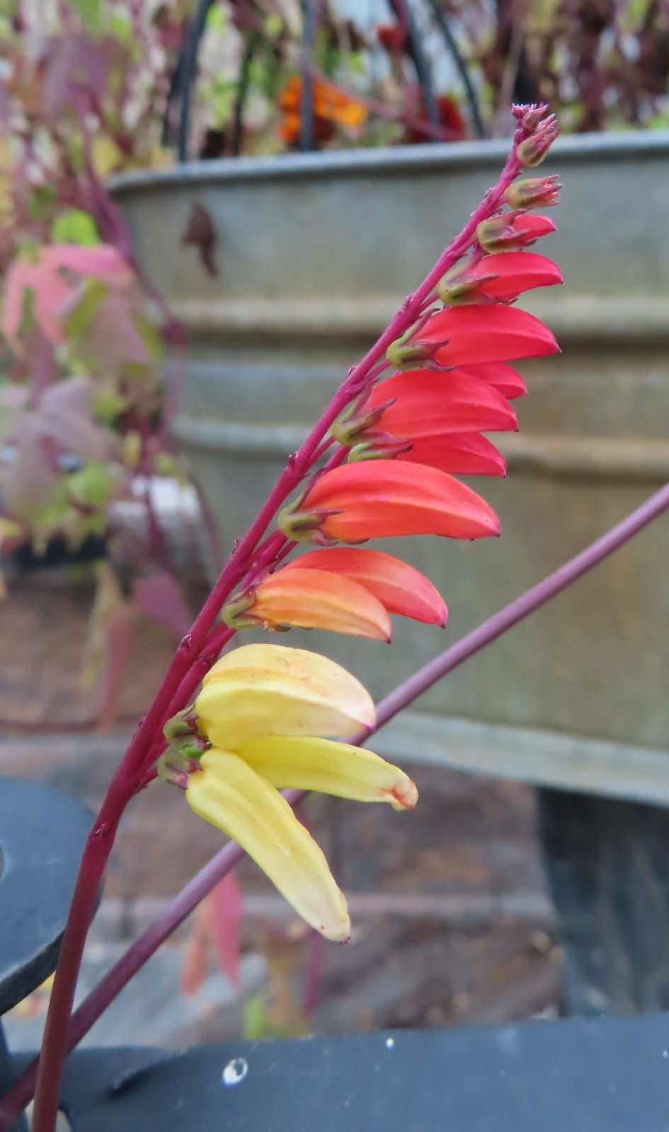Firecracker Vine Seeds- Mina Fire Vine, Spanish Flag Vine, Exotic Love Vine