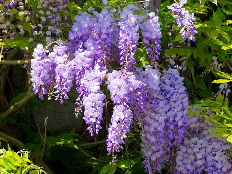 Blue Chinese Wisteria Sinensis – 5 Seeds – Violet Purple Vine – USA Seller
