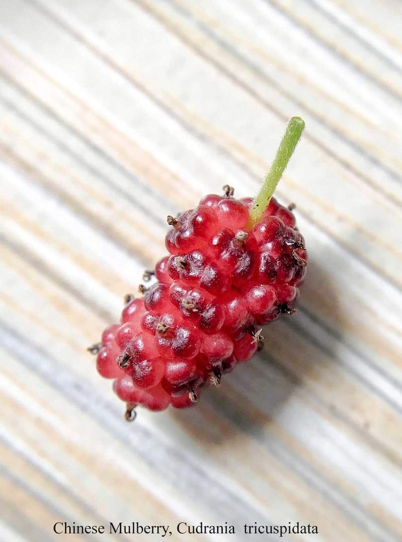1-1000 PCS Chinese Mulberry Silkworm Tree Seeds Melon Berry Fruit Flower 0182