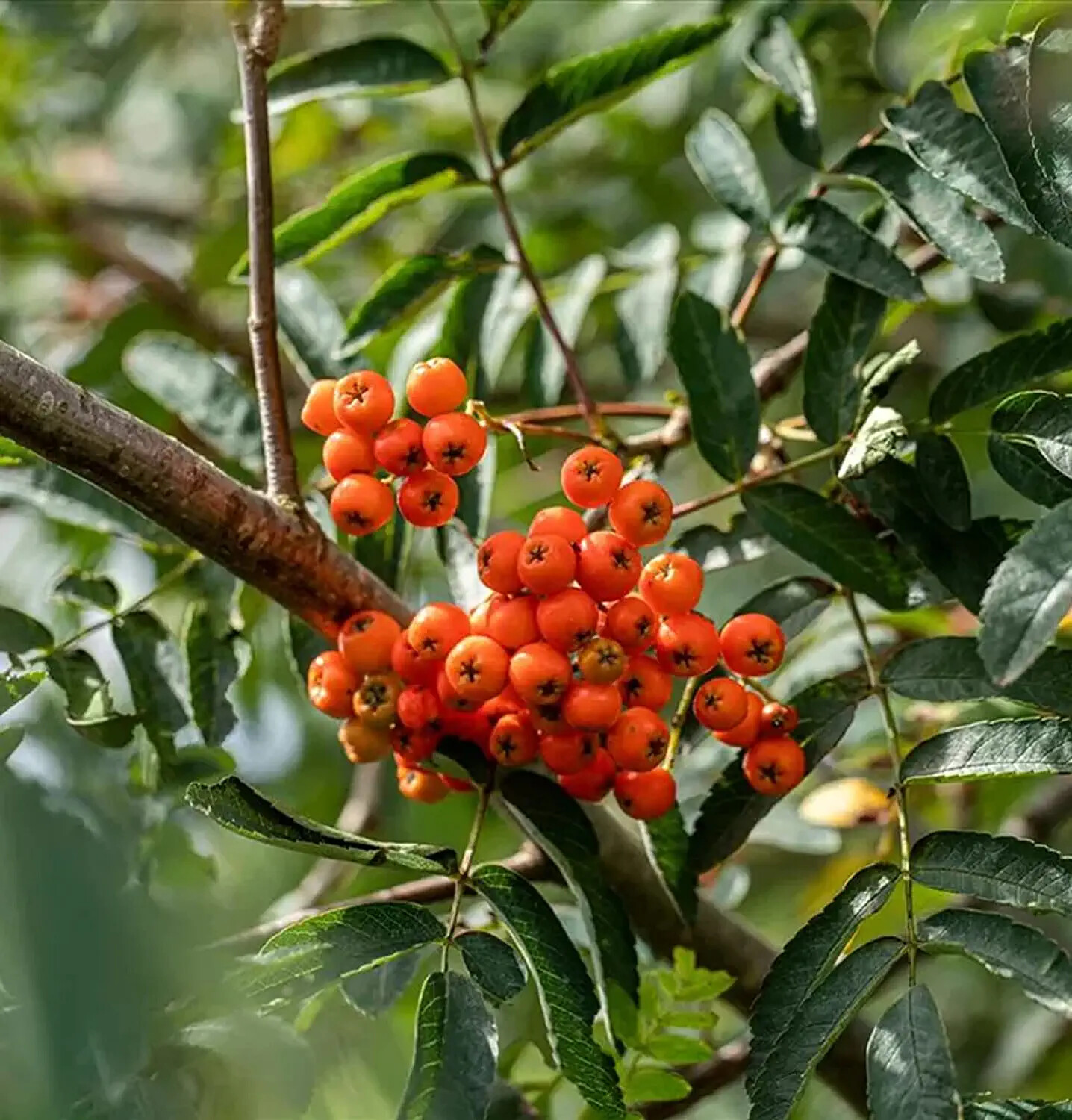 10 Mountain Ash Seeds for Planting Sorbus Aucuparia