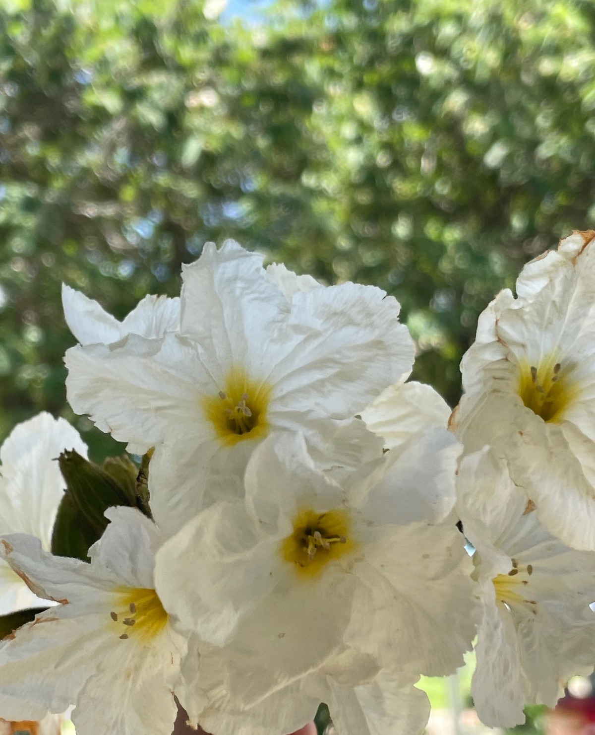 10 – Mexican/Texas Wild Olive Tree Seeds (Cordia boissieri)