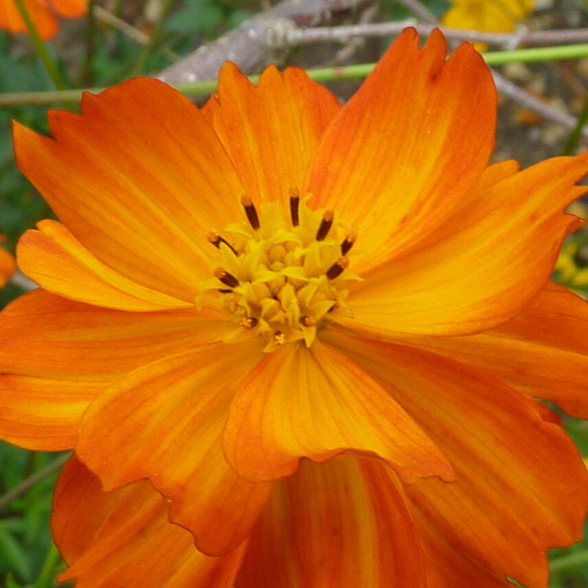 800 DOUBLE ORANGE COSMOS Seeds (Cosmos sulphureus) Annual Flower House Plant