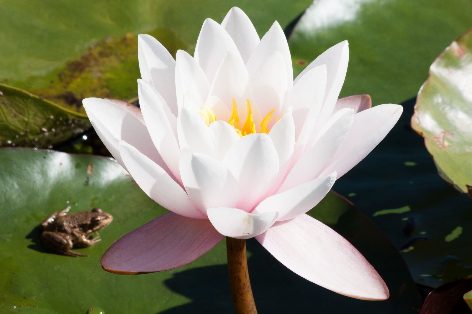 20 Seeds -European White Water Lily- Ponds -Water Features -Nymphaea