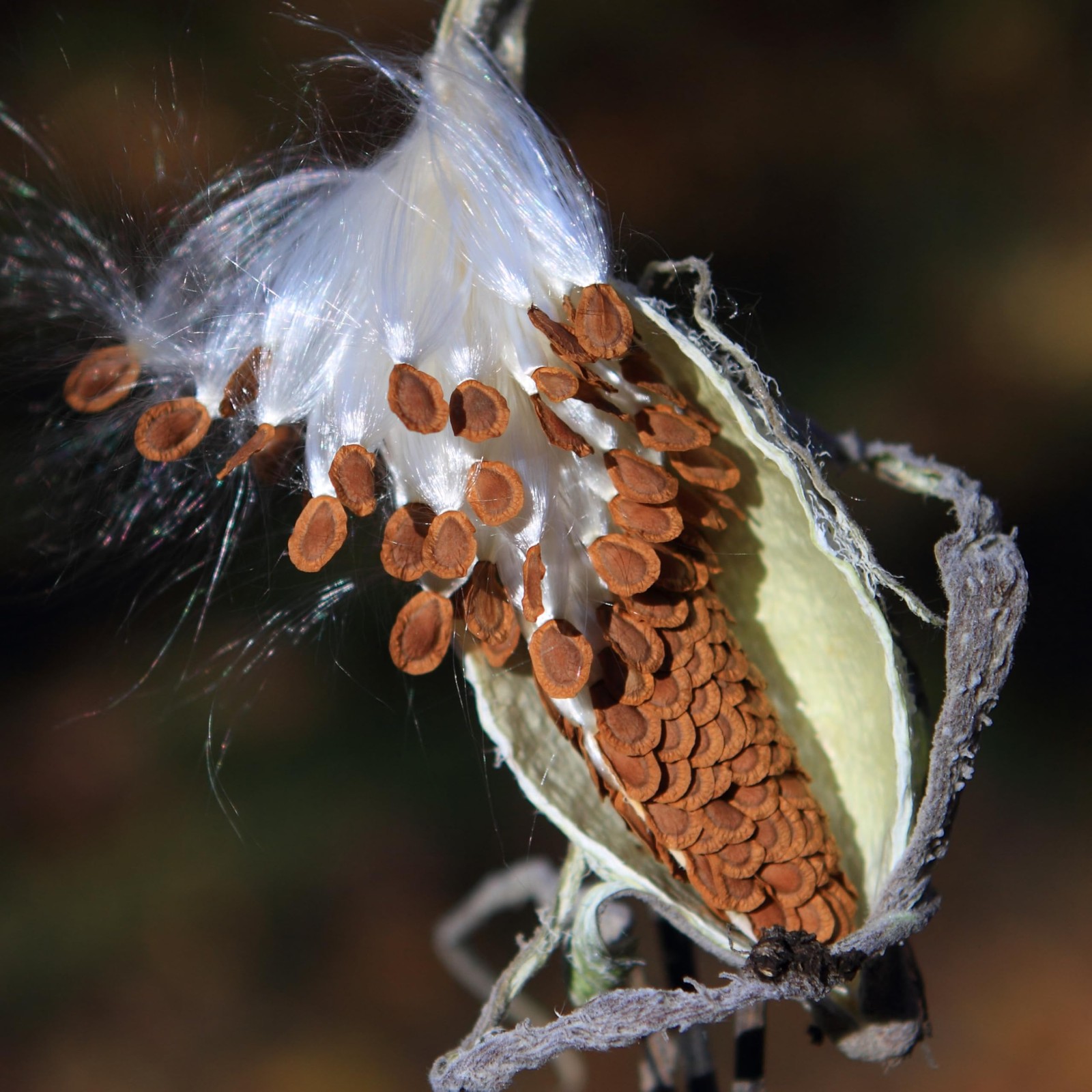 Monarch Butterfly Garden Seeds: Milkweed Variety Pack – Pink, Orange, White!