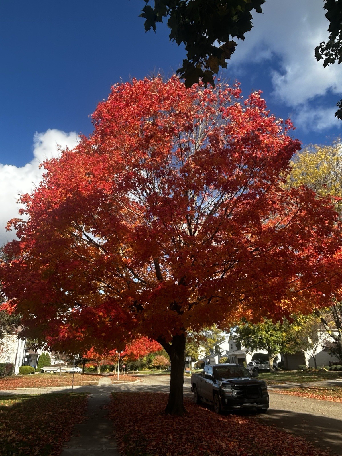 ‘Bonfire’ Sugar Maple Seed (20pc.) Acer Saccharum