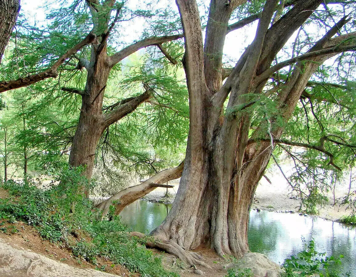 Montezuma Bald Marsh Cypress Tree Seeds (Taxodium mucronatum) Fast, Bonsai, Rare