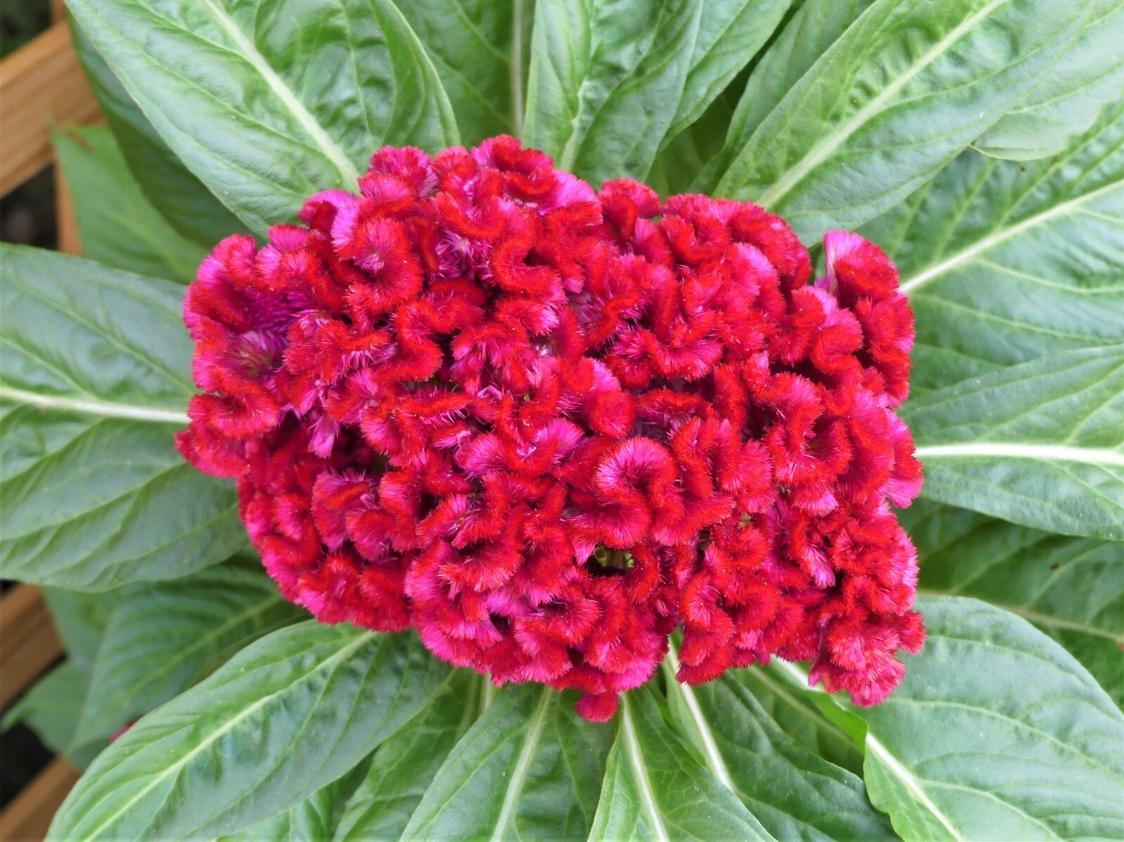 Giant Cockcomb Seeds – Celosia Cristata at least 100 seeds Bright Red-Purple-ish