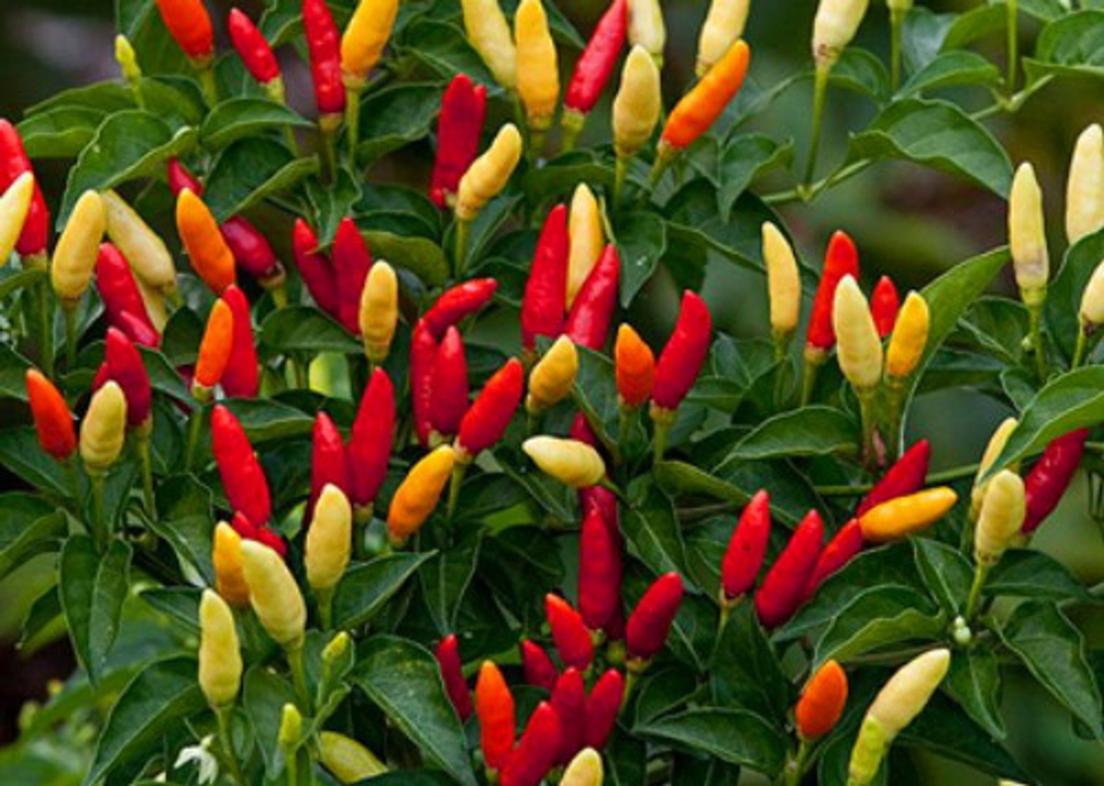 Tabasco Hot Pepper Seeds 10 seeds Free Shipping!
