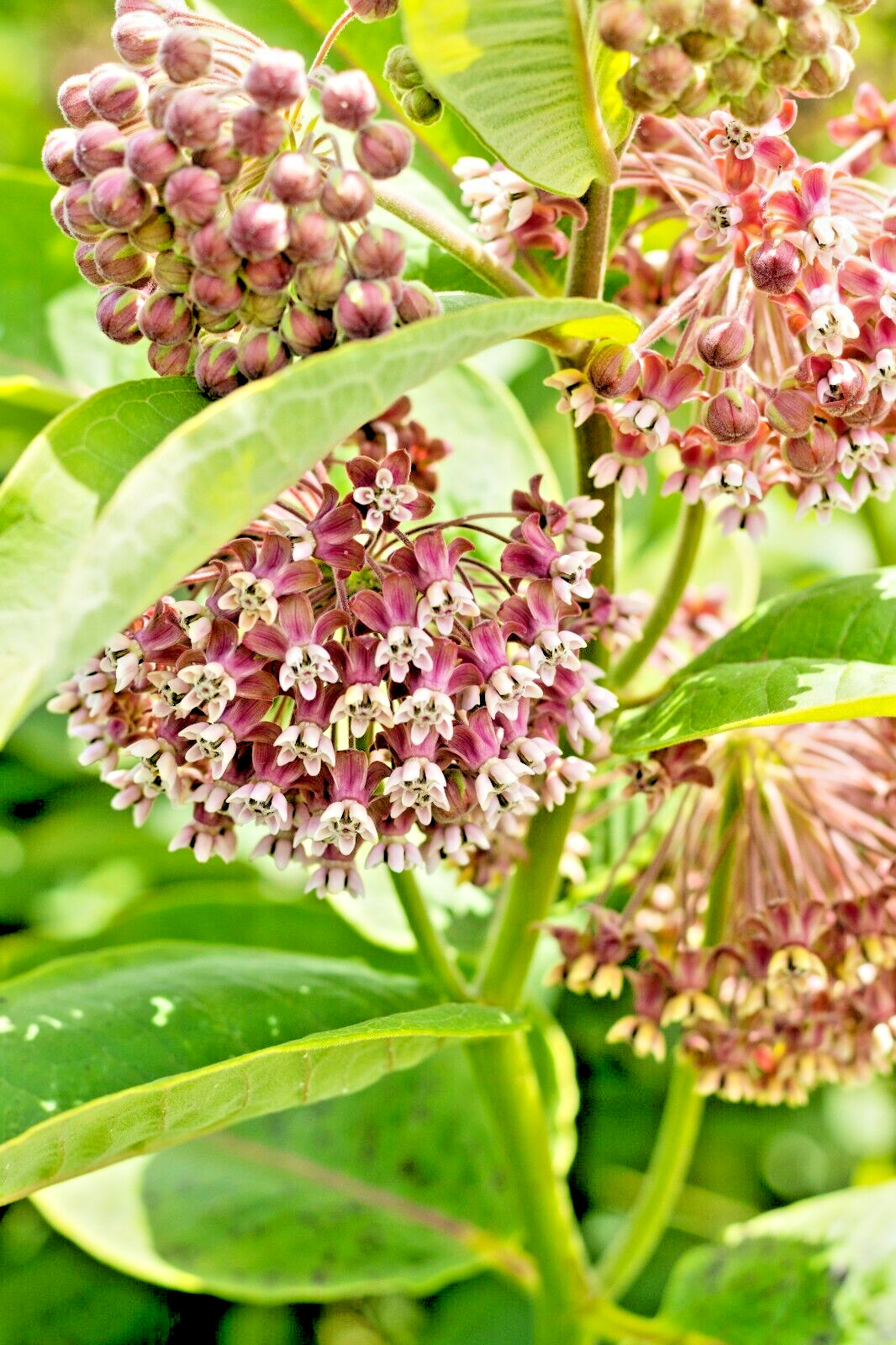 PINK MILKWEED 101 SEEDS, COMMON MILKWEED, ASCLEPIAS SYRIACA, MONARCH BUTTERFLIES