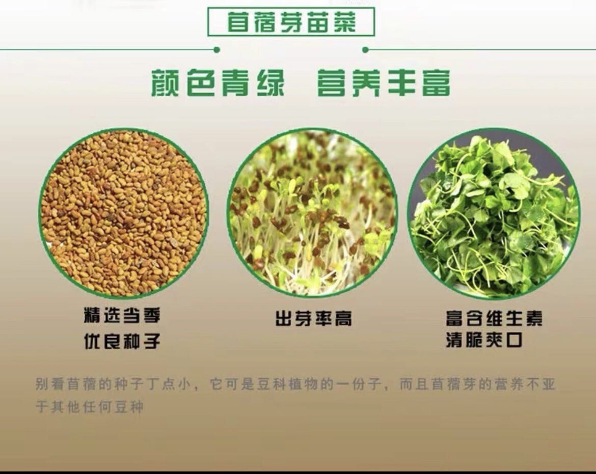 500+Medicago hispida Seeds Shanghai Alfalfa Organic Vegetable500多粒上海草头菜金花菜种子2023