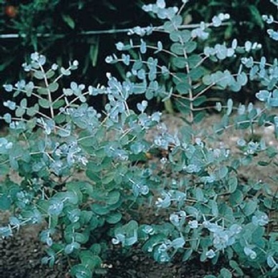 25 Eucalyptus Seeds Silver Drop Seeds