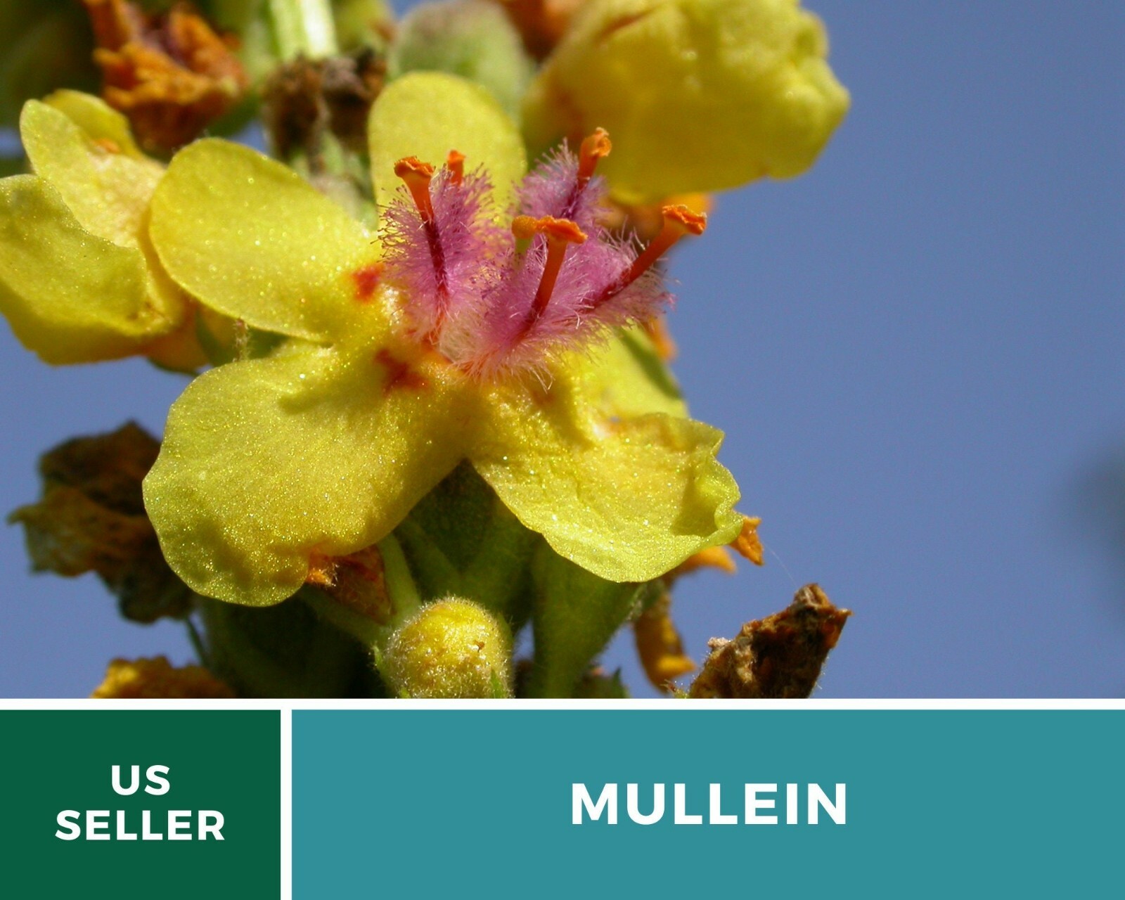 Mullein, Common – Heirloom Seeds – Medicinal Herb Seeds – Non-GMO (Verbascum tha